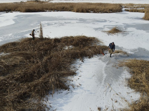 FOTOGALERIE: Sekání rákosu na zamrzlém rybníku