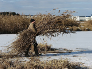 FOTOGALERIE: Sekání rákosu na zamrzlém rybníku