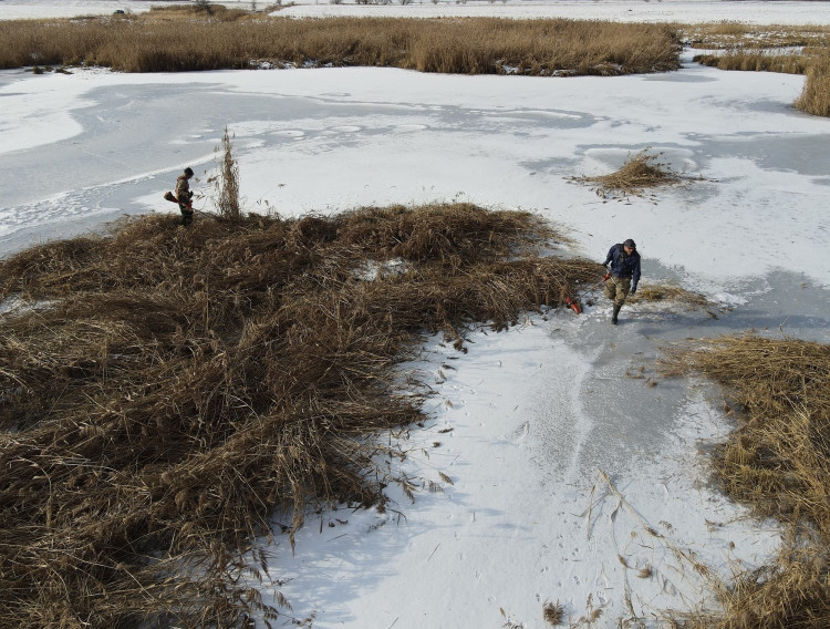 FOTOGALERIE: Sekání rákosu na zamrzlém rybníku