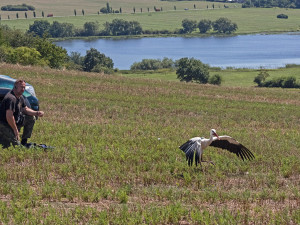 FOTOGALERIE: Čáp Kryštof cestuje do Afriky