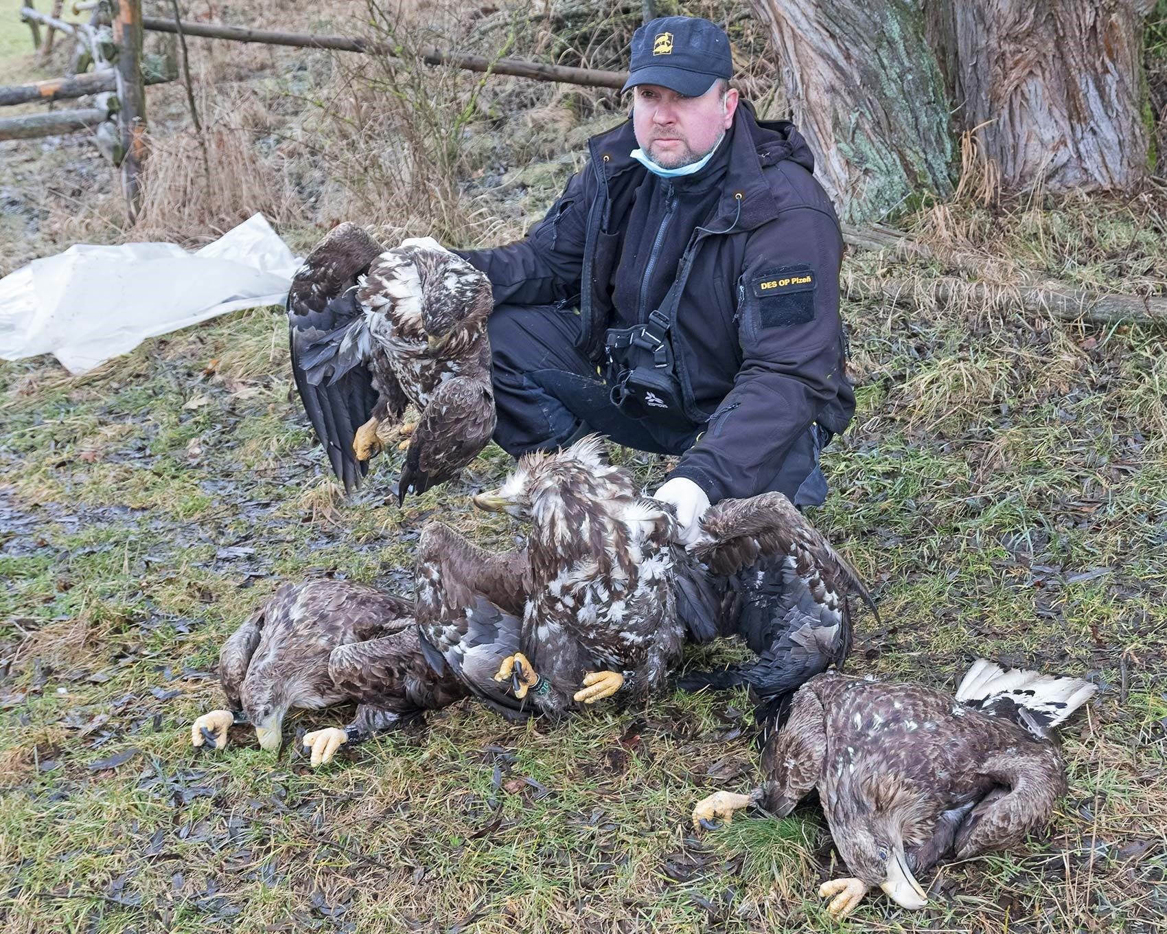 FOTOGALERIE: Otrava orlů mořských