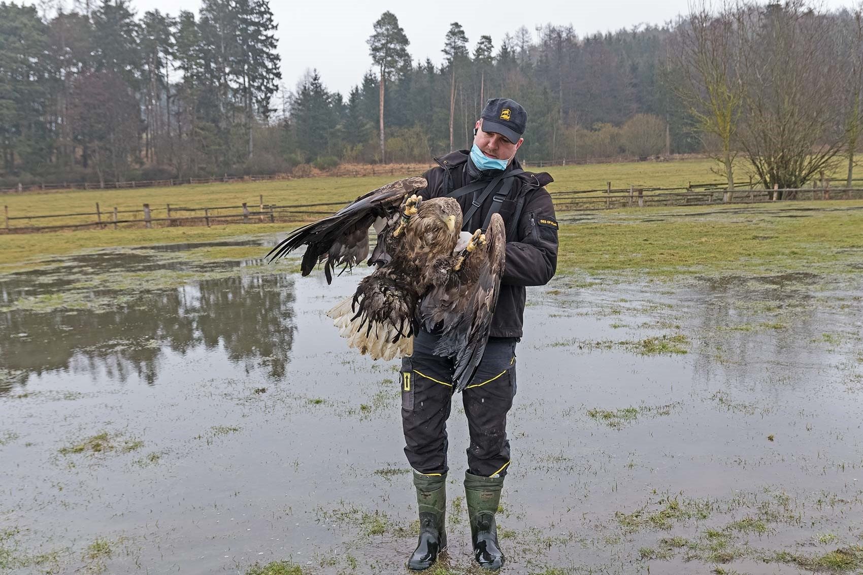 FOTOGALERIE: Otrava orlů mořských