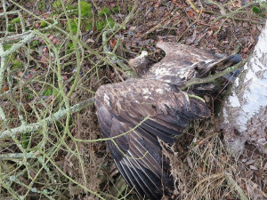 FOTOGALERIE: Otrava orlů mořských