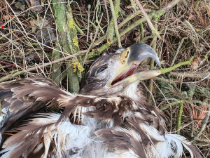 FOTOGALERIE: Otrava orlů mořských