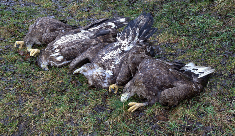 FOTOGALERIE: Otrava orlů mořských