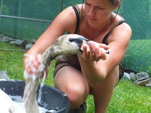 FOTOGALERIE: Obávaný labuťák opět na scéně