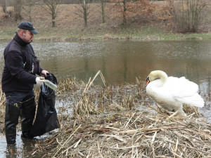 FOTOGALERIE: Obávaný labuťák opět na scéně