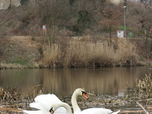 FOTOGALERIE: Obávaný labuťák opět na scéně