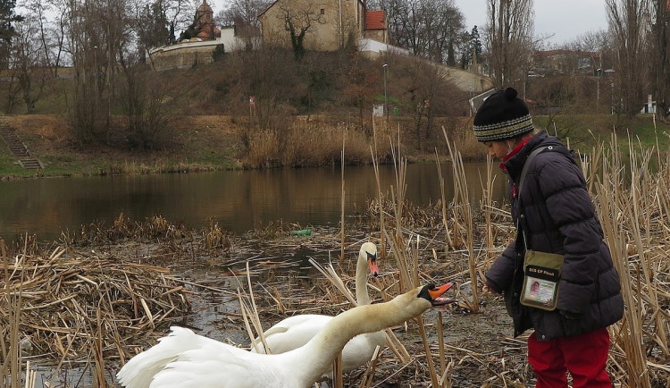 FOTOGALERIE: Obávaný labuťák opět na scéně
