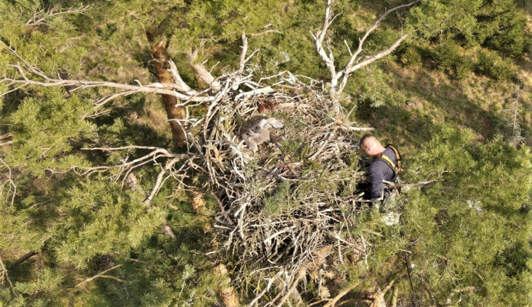 FOTOGALERIE: Kontrola hnízd orlů mořských