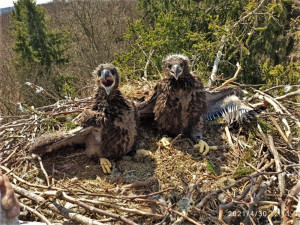 FOTOGALERIE: Kontrola hnízd orlů mořských