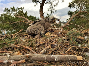 FOTOGALERIE: Kontrola hnízd orlů mořských