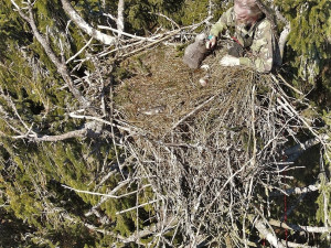 FOTOGALERIE: Kontrola hnízd orlů mořských