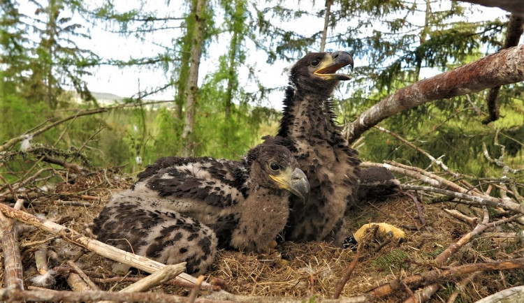 FOTOGALERIE: Kontrola hnízd orlů mořských