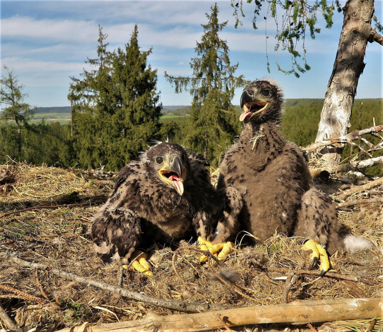FOTOGALERIE: Kontrola hnízd orlů mořských