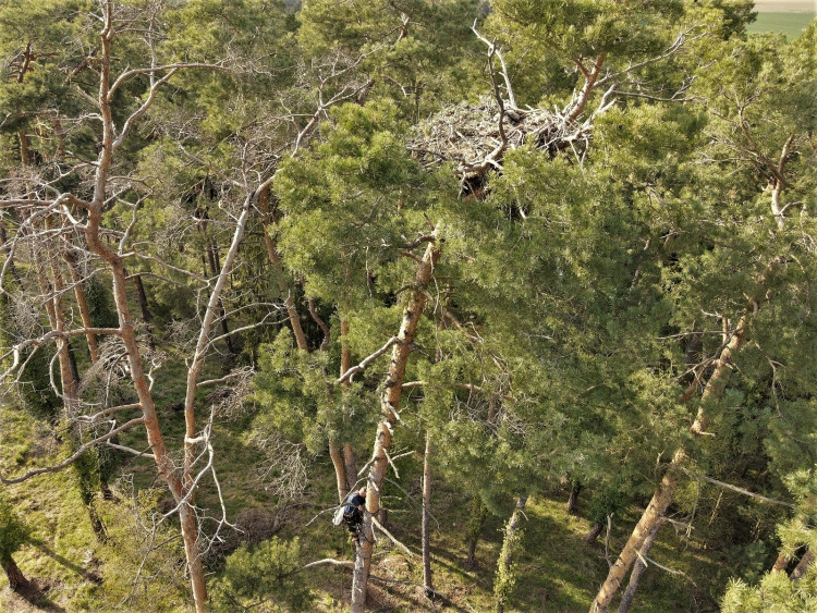 FOTOGALERIE: Kontrola hnízd orlů mořských