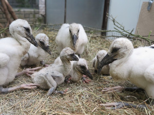 FOTOGALERIE: Záchrana čápů a kroužkování