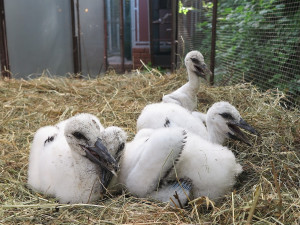 FOTOGALERIE: Záchrana čápů a kroužkování