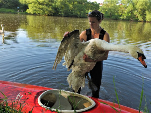 FOTOGALERIE: Operace labutího samce
