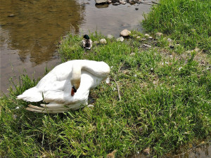 FOTOGALERIE: Operace labutího samce