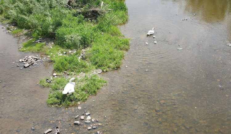 FOTOGALERIE: Operace labutího samce