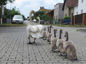 FOTOGALERIE: Labutí putování od Boleváku k Berounce