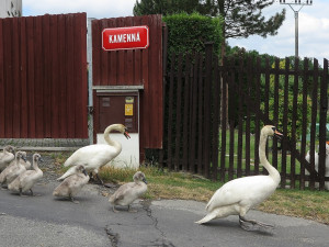 FOTOGALERIE: Labutí putování od Boleváku k Berounce