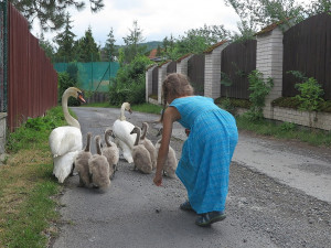 FOTOGALERIE: Labutí putování od Boleváku k Berounce