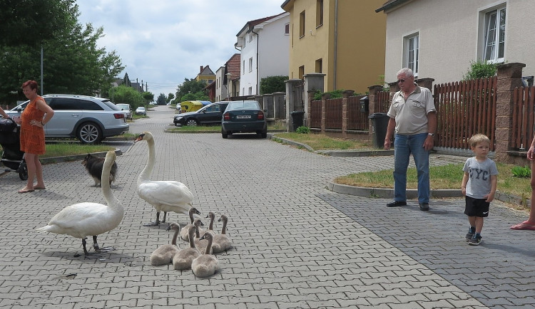 FOTOGALERIE: Labutí putování od Boleváku k Berounce