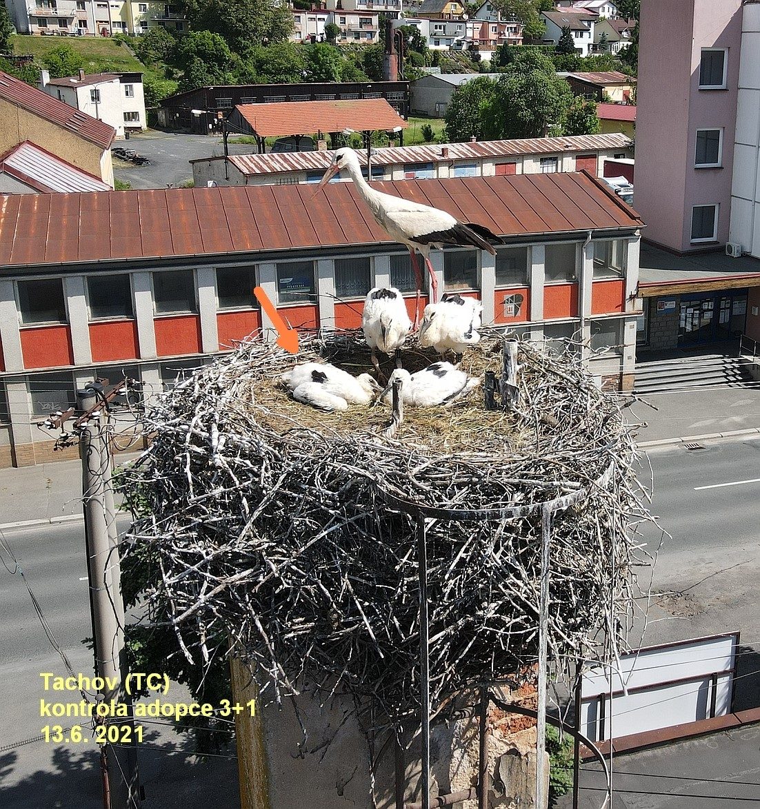FOTOGALERIE: Kroužkování čápů 2021
