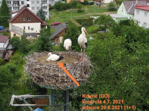 FOTOGALERIE: Kroužkování čápů 2021