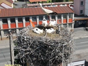 FOTOGALERIE: Kroužkování čápů 2021