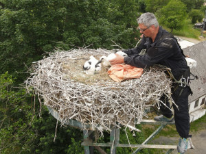 FOTOGALERIE: Kroužkování čápů 2021