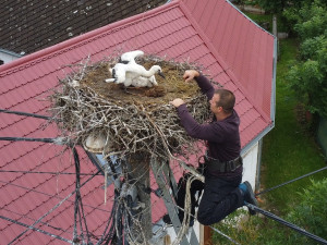 FOTOGALERIE: Kroužkování čápů 2021