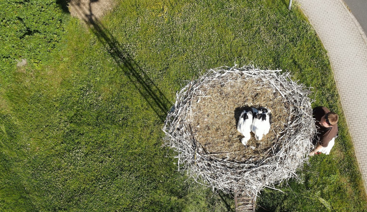 FOTOGALERIE: Kroužkování čápů 2021