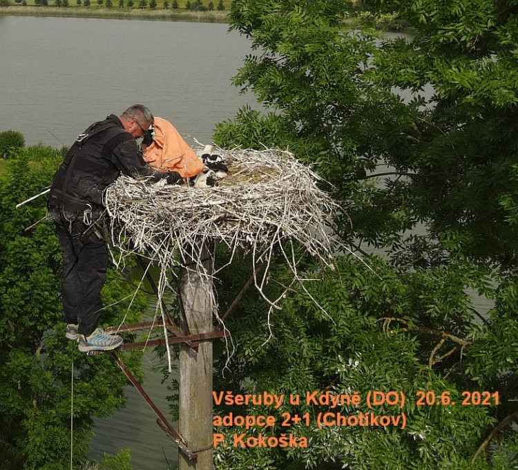 FOTOGALERIE: Kroužkování čápů 2021