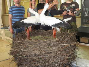 FOTOGALERIE: Výrova čapího hnízdo pro Národní muzeum Praha