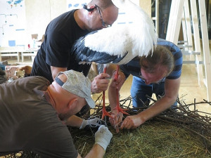 FOTOGALERIE: Výrova čapího hnízdo pro Národní muzeum Praha
