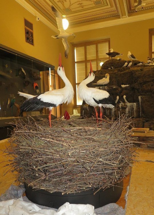 FOTOGALERIE: Výrova čapího hnízdo pro Národní muzeum Praha