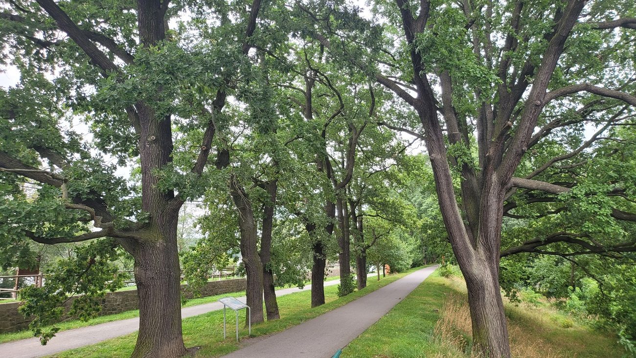 Dubová alej u Velkého boleveckého rybníka, foto: Jiří Valenta