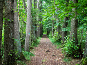 Knížecí alej Tachov, foto: Šimon Rogl