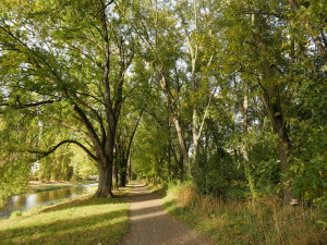 Alej u řeky Úslavy v Plzni, foto: Soňa Brabencová