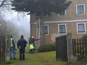 FOTOGALERIE: Vánoční strom pro Plzeň 2021