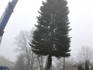 FOTOGALERIE: Vánoční strom pro Plzeň 2021