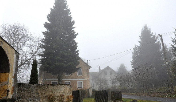 FOTOGALERIE: Vánoční strom pro Plzeň 2021