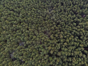 Prohledával se rozsáhlý lesní porost