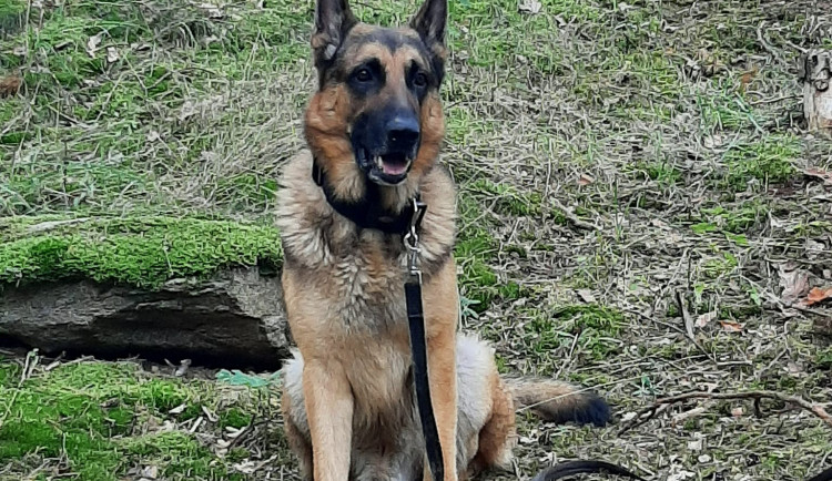 FOTOGALERIE: Dron pátral po ztraceném Diegovi