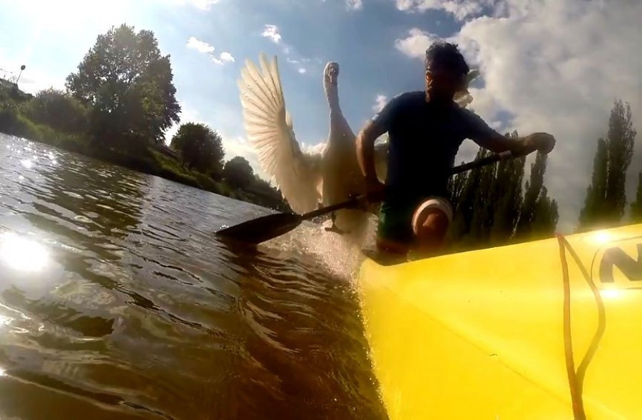 FOTOGALERIE: Odchyt nebezpečného labuťáka a jeho partnerky