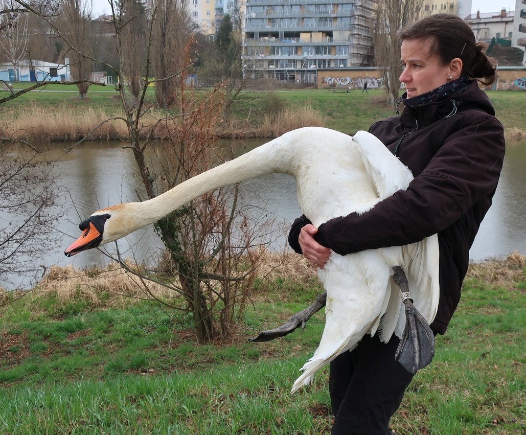 FOTOGALERIE: Odchyt nebezpečného labuťáka a jeho partnerky