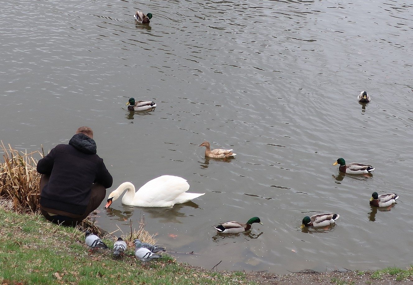 FOTOGALERIE: Odchyt nebezpečného labuťáka a jeho partnerky